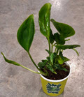2" Custom Asst: Anthurium Plowmanii
